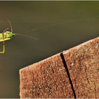 Percorsi di Formazione Ambientale: La Citizen Science Monitoring